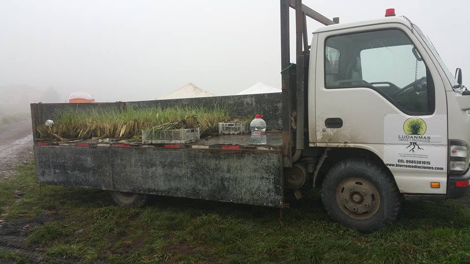 Camión de Ludanmas cargado con plantas de Vetiver listas para trasplante en obra